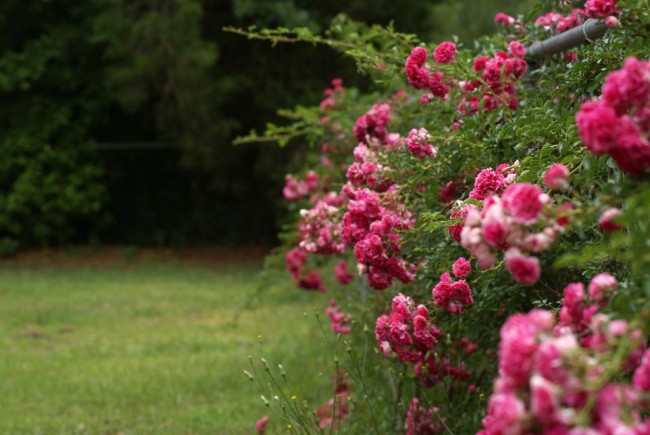 Кто хоть раз видел цветущие вьющиеся розы, тот с трудом сможет удержаться от соблазна посадить у себя в саду хотя бы одно такое растение